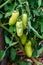 Opalka Tomato plant with unripe yellow green tomatoes growing on vines in a kitchen garden