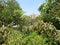 Open Air Botanical Garden at Kibbutz Ein Gedi