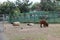 The open-air cage with ungulate inhabitants draws general attention. Goats and alpacas graze together