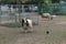 The open-air cage with ungulate inhabitants draws general attention. Goats and alpacas graze together