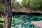 Open air cenote at the Yucatan jungle in Mexico