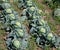 Open air pesticide-free organic eco-friendly gardening, white cabbage ready to harvest