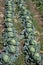 Open air pesticide-free organic eco-friendly gardening, white cabbage ready to harvest