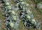 Open air pesticide-free organic eco-friendly gardening, white cabbage ready to harvest