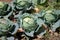 Open air pesticide-free organic eco-friendly gardening, white cabbage ready to harvest