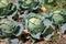 Open air pesticide-free organic eco-friendly gardening, white cabbage ready to harvest