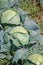 Open air pesticide-free organic eco-friendly gardening, white cabbage ready to harvest