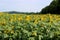 Open area of field with sweeping view of beautiful sunflowers