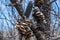 Open banksia cones after extensive forest fires in Victoria, Australia.