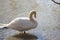 Open Beaked Swan