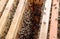Open bee hive. Plank with The bees crawl along the hive.