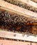 Open bee . Plank with honeycomb in the hive. The bees crawl along the hive. Honey bee