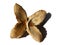 Open beech nut husk on a white background with shadow