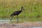 Open-billed stork