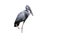 Open-billed stork, Anastomus oscitans