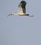 Open billed stork bird