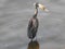 Open-billed stork, Mwanza, Lake Victoria, Tanzania