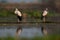 Open billed Stork- snail catch