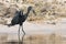 Open billed stork spreading wings out