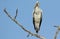 Open billed stork standing on tree branch