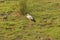 Open Billed Stork in a Wetland Meadow.