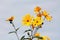 Open blooming bright yellow flowers of Jerusalem artichoke or Helianthus tuberosus plants surrounded with dark green leaves and