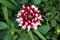 Open blooming Dahlia bushy herbaceous perennial plant with large dark red and white flower next to closed flower buds and other