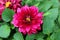 Open blooming Dahlia bushy tuberous herbaceous perennial plant with large dark pink flower containing multiple layers of petals