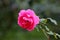 Open blooming dark pink rose growing on green branch surrounded with red needles and pointy leaves