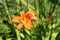 Open blooming Lily or Lilium orange yellow perennial flower surrounded with flower buds on light green leaves background planted