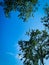 Open blue sky sides covering with tree bushes