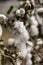Open bolls of ripe cotton close-up on a blurred background of an agricultural field. Selective focus.