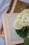 Open book with hydrangea flowers and glasses on white bed