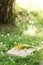 Open book and yellow flower bouquet on a green grass against beautiful sunset lights with sun ray, selective focus, study, relax