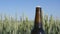 An open bottle of beer in a wheat field close-up