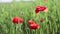 Open bud of red poppy flower in the field. Wild flower meadow with flowers poppies and cornflowers against in summer