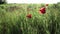 Open bud of red poppy flower in the field. Wild flower meadow with flowers poppies and cornflowers against in summer