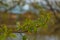 Open buds of a tree on a city pond.