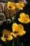 Open buds of yellow tulips on a stone wall background.