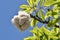 Open burst cotton capsule of a kapok tree