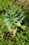 Open Cabbage or Headed cabbage leafy green annual vegetable crop with dark green leaves growing in local garden surrounded with