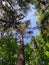 Open canopy of leaves to see cloudless sky