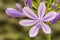 Open and closed blossom of an ornamental lily