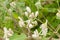 Open and closed blossoms of the Moringa Tree