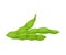 Open and Closed Green Soybean Pods Vector Items