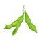 Open and Closed Green Soybean Pods Vector Items