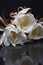 Open cluster of tropical night blooming cereus white flower on a black background with reflection