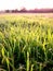 Open country field of grass