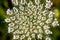 Open Daucus Carota Flower