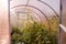 An open door to a small greenhouse where cucumbers and other vegetables and plants grow